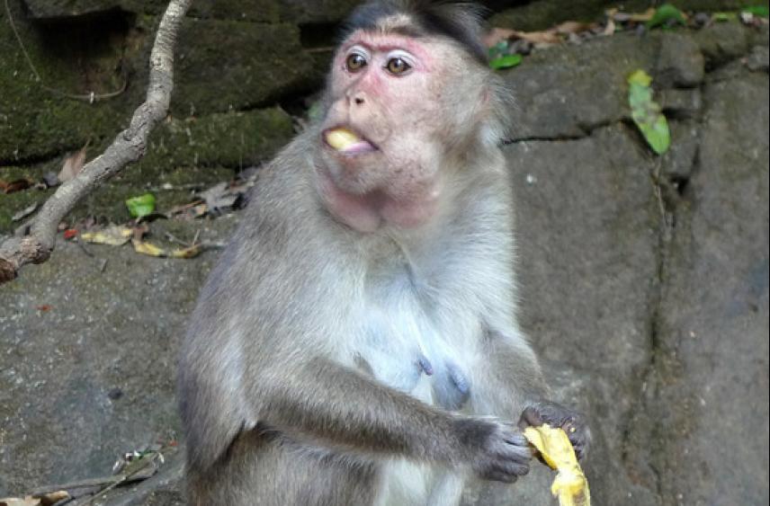 Ученые выяснили, что оспа обезьян мутирует в 6-12 раз быстрее