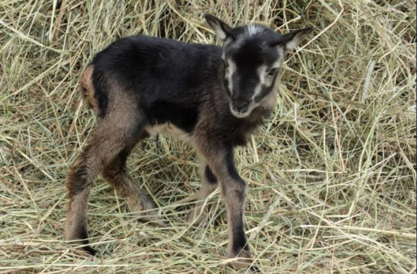 Впервые в мире клонирован ягненок с примесью дикой крови