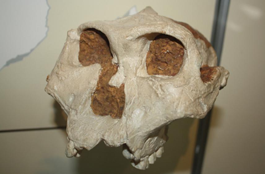 Поставлен под сомнение возраст останков древних людей из Колыбели человечества