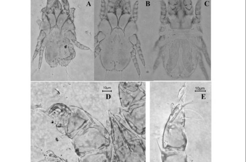 В Москве найден новый вид клещей, живущих на голубях