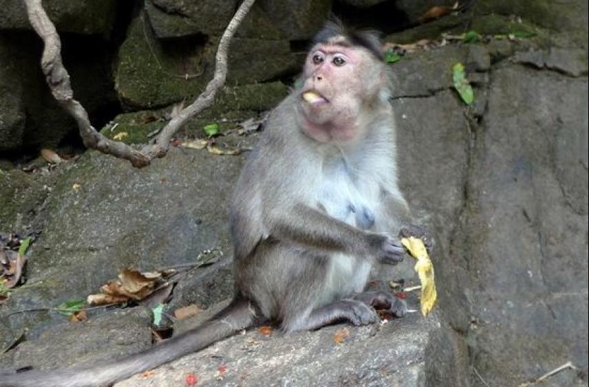 В Британии число заражений человека оспой обезьян перевалило за тысячу