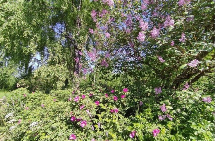 Для строительства путепровода и моста в Петербурге сократят зеленые зоны