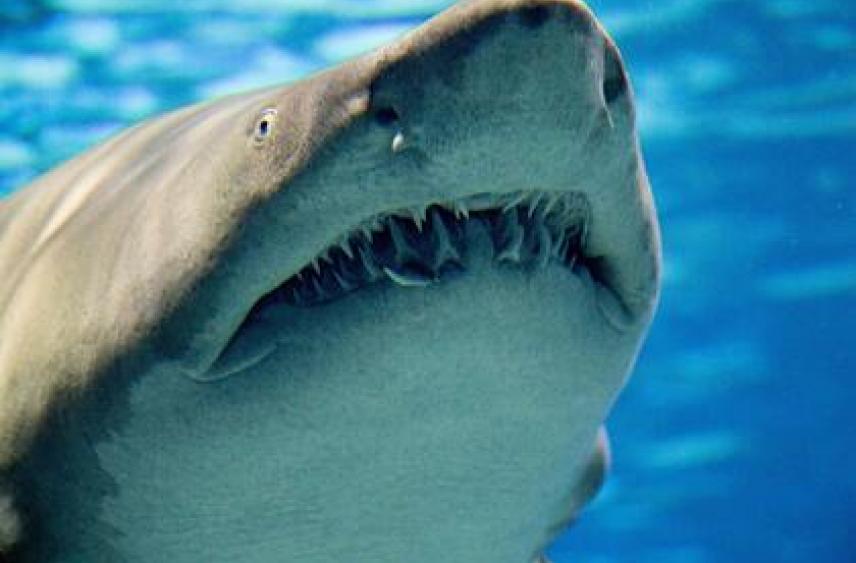 Раскрыто происхождение челюстей позвоночных из жабр