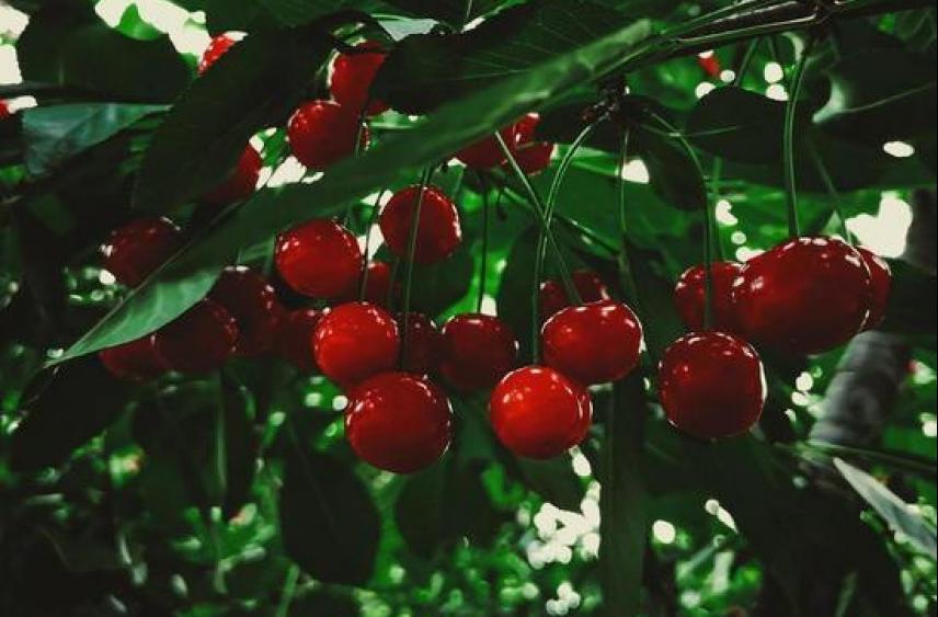 В последний день июня в Воронежской области будет солнечно