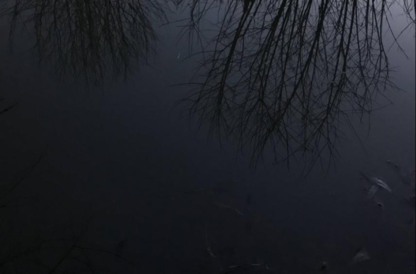 Из реки Шоша под Тверью достали труп человека