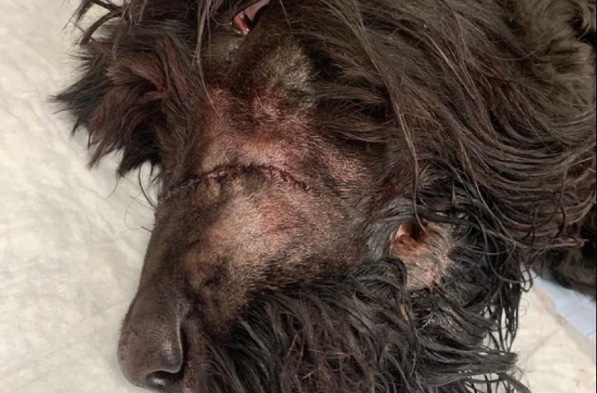 В Рыбинске садист изрубил собаку топором