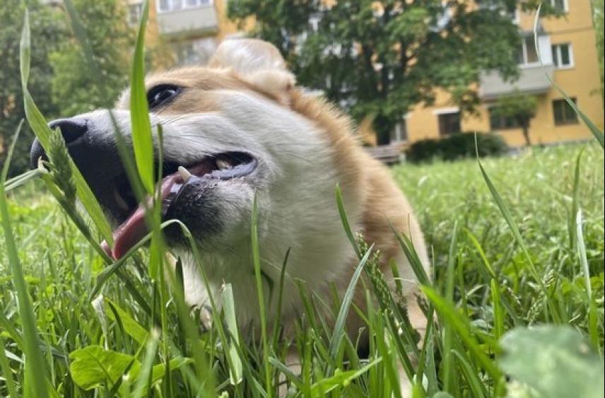 2 июля в Туле пройдет день открытых дверей в приюте &#34;Континент+&#34;