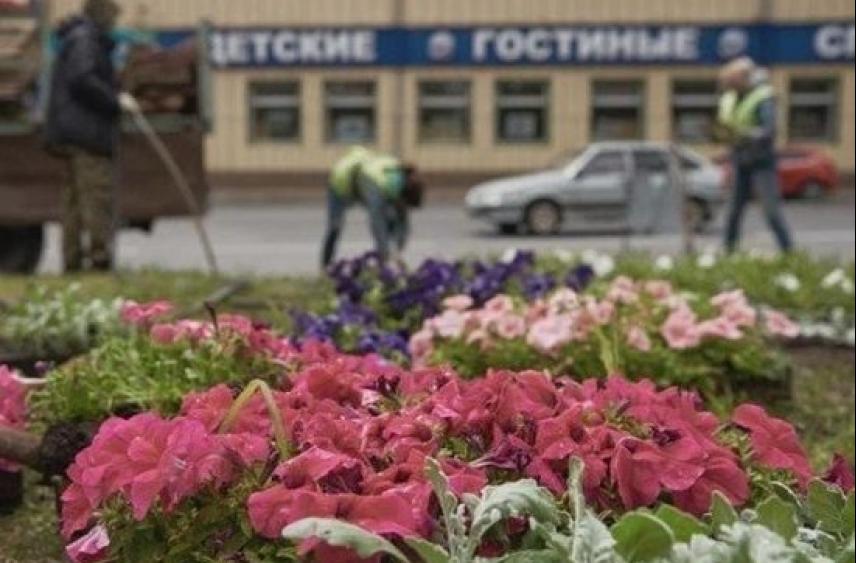 В Курске на полив цветов и саженцев каждый день расходуют 63 кубометра воды