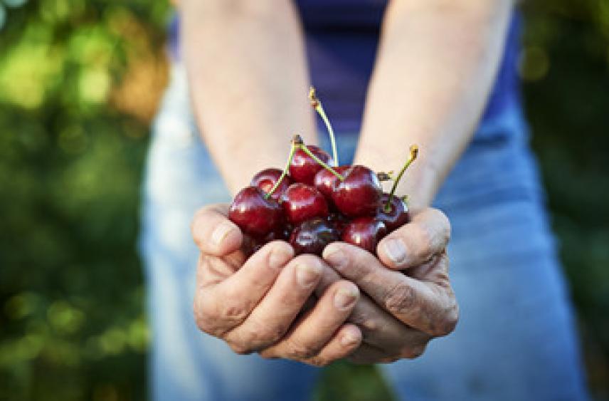 Нутрициолог Брыкин рассказал о пользе и вреде черешни