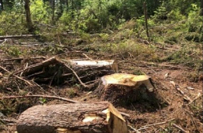 Суздальского лесовода обвинили в вырубке лесов