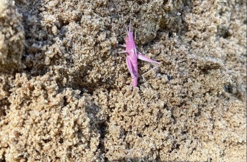 В Тверской области увидели кузнечика-мутанта