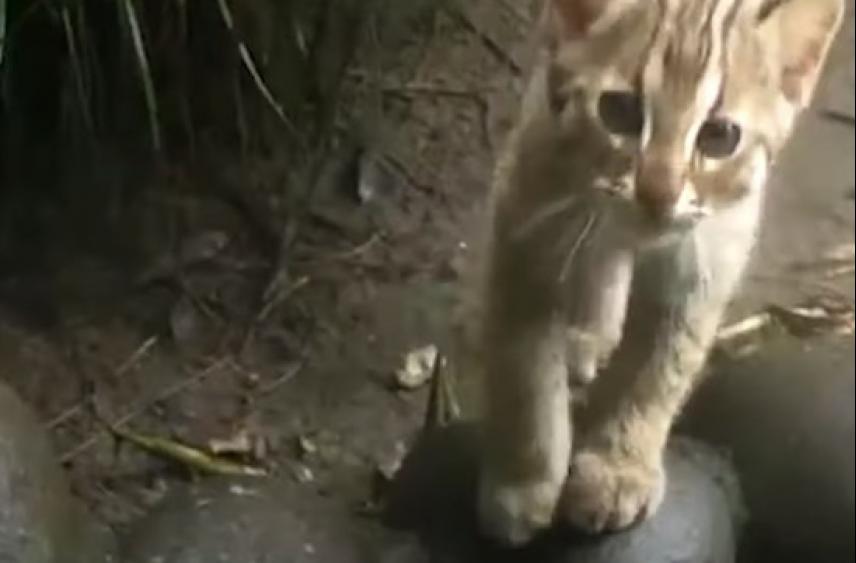 В Приморье после реабилитации выпустили на волю редкого лесного кота