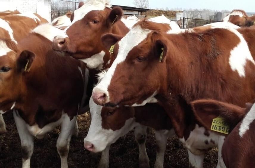 Воронежская и Ростовская области окажут поддержку аграрному сектору ЛНР и ДНР