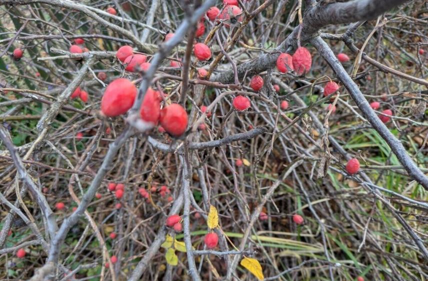 Стало известно, какой погодный сюрприз ожидает воронежцев 28 ноября