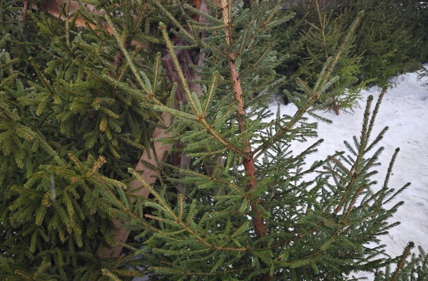 Пять точек под елочные базары определили в Череповце