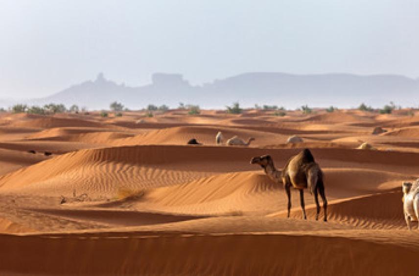 Домостроева: безвиз с Саудовской Аравией позитивно повлияет на туротрасль России
