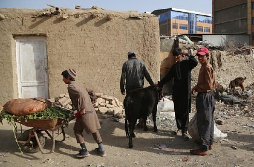 Афганистан захотел прислать трудовых мигрантов в Россию