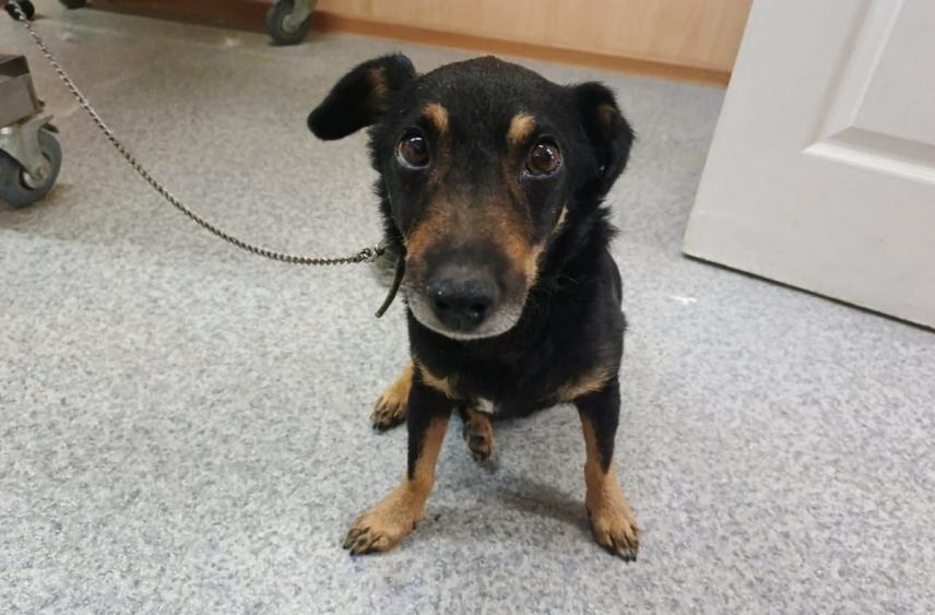 Грустного пёсика обнаружили на конечной остановке в Искателей