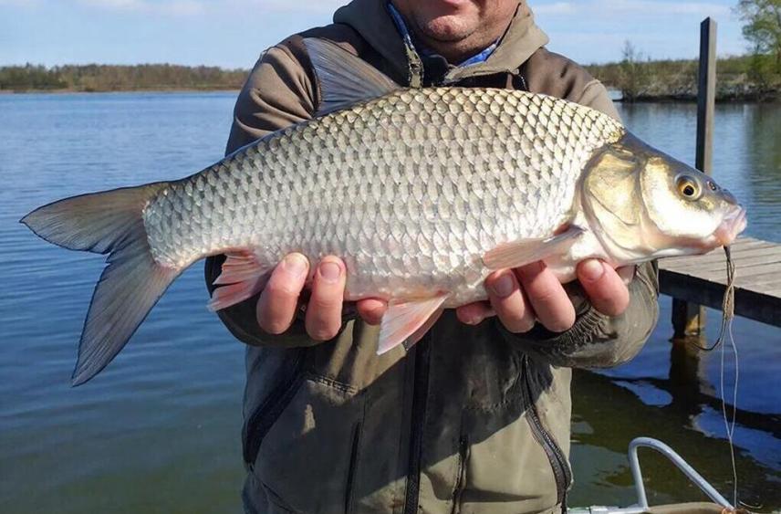 Получили леща и за леща: чем закончилась история азартных рыбаков из Великих Лук