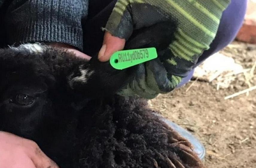 Ветеринары Калмыкии проводят плановые мероприятия