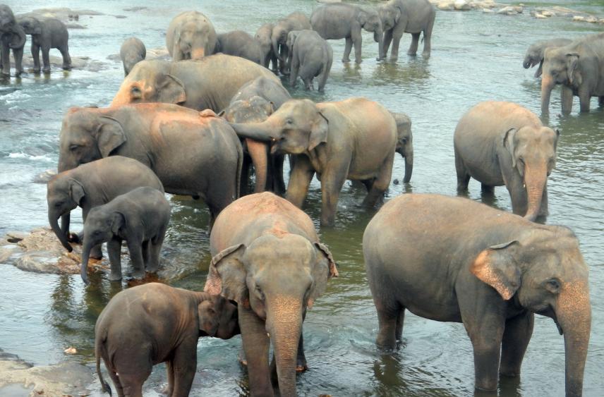 Ученые узнали, как сложно слону привыкнуть к летающему следящему дрону