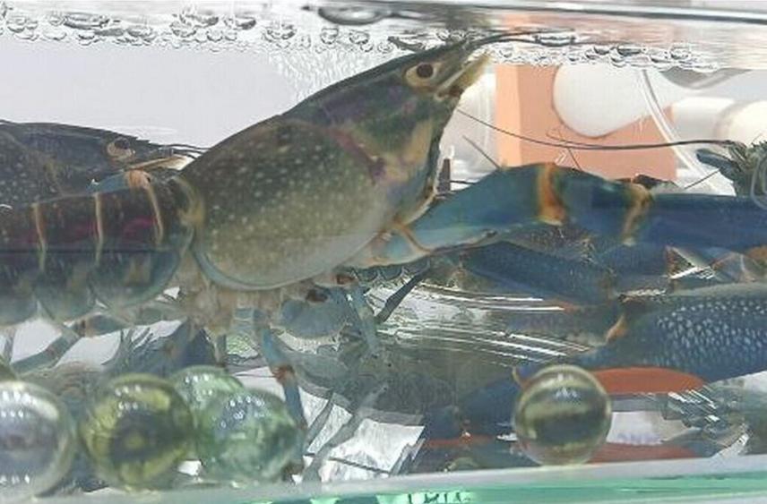 Молодые российские учёные создали быстро растущих членистоногих