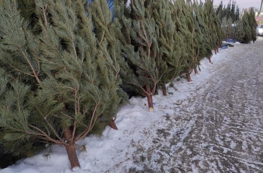 Карельское Минприроды анонсировало проведение аукциона по предоставлению прав на вырубку елей для праздников