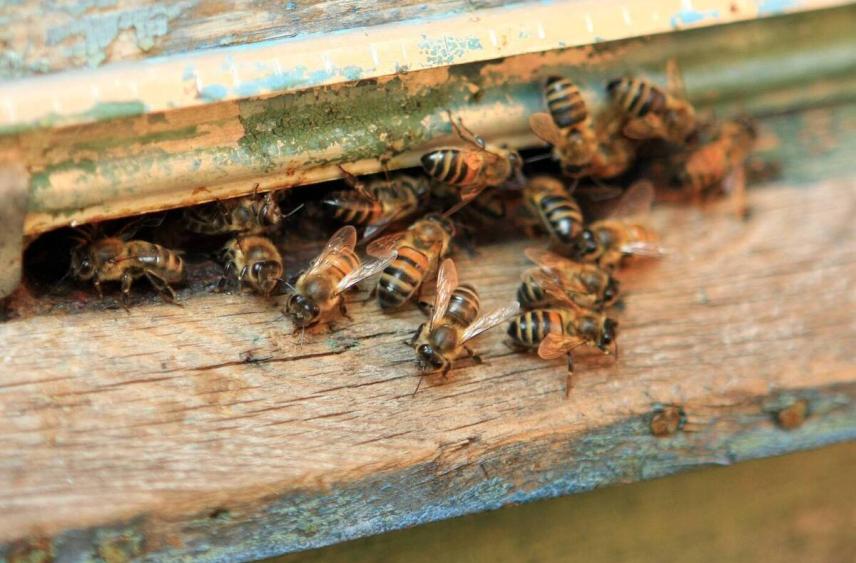 Выжимка из зародышей пчелиных трутней позволит восстанавливать мышечную массу