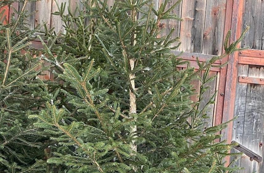 В Поморье запускают приём заявлений на заготовку новогодних деревьев