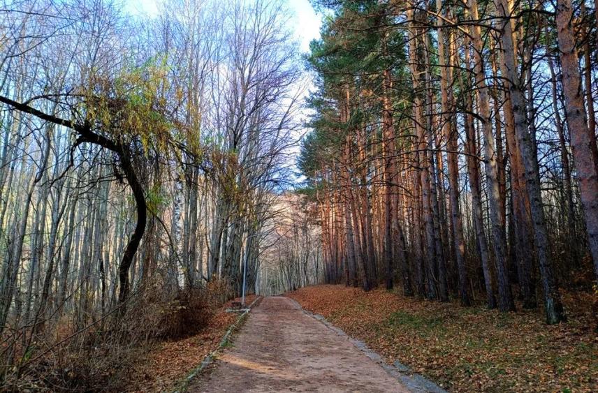 На Ставрополье подготовили 120 кг семян лесных культур