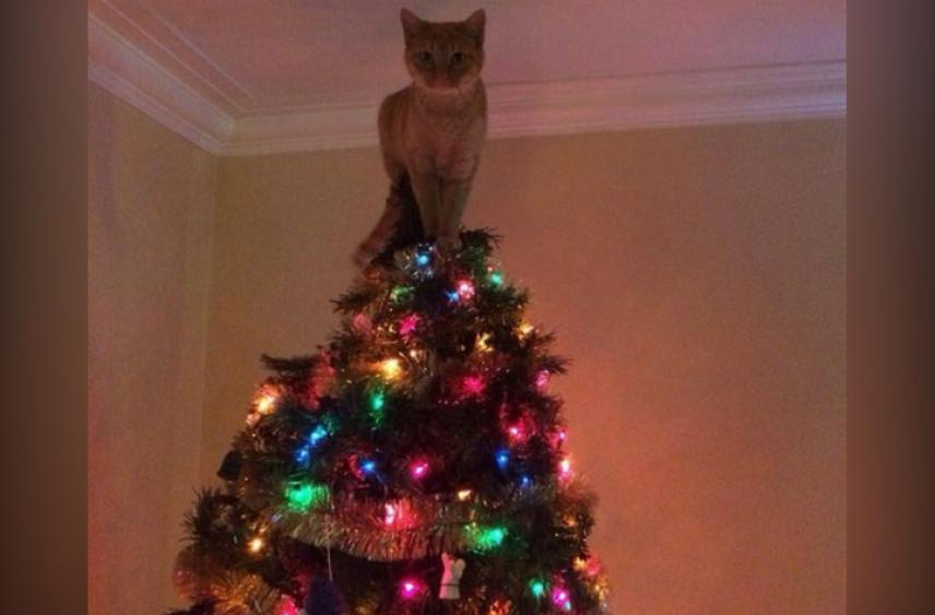 В Северной столице двое юных граждан совершили восхождение на праздничную ель, украшающую город