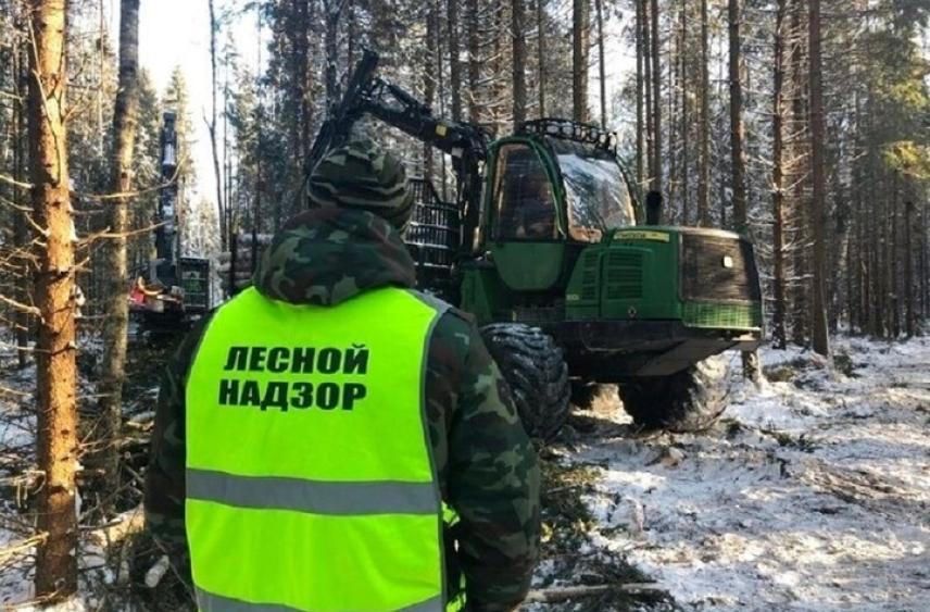 В Ярославской области лесозаготовитель заплатит 7 миллионов рублей за уничтожение подлеска.