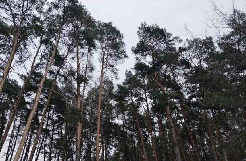 В Белгородской области 29 ноября вновь будет туман