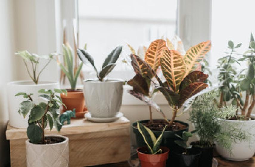 Биолог Воробьёв объяснил, как комнатные растения влияют на воздух в квартире