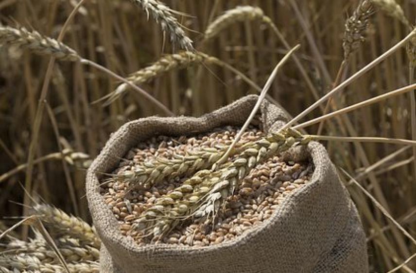 Власти нашли способ оживить российский экспорт пшеницы