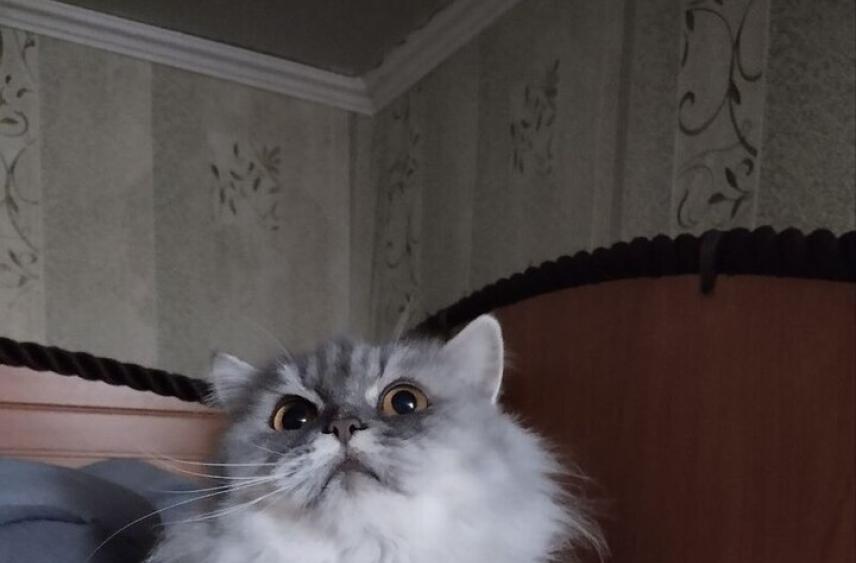 Нижегородку с кошками выселили из квартиры из-за долга по ЖКУ