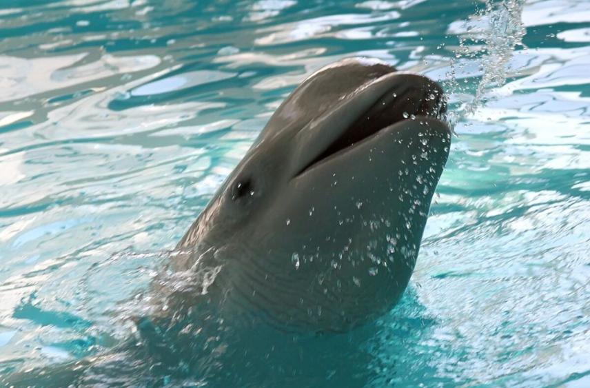 Массовую гибель дельфинов зафиксировали на черноморском побережье