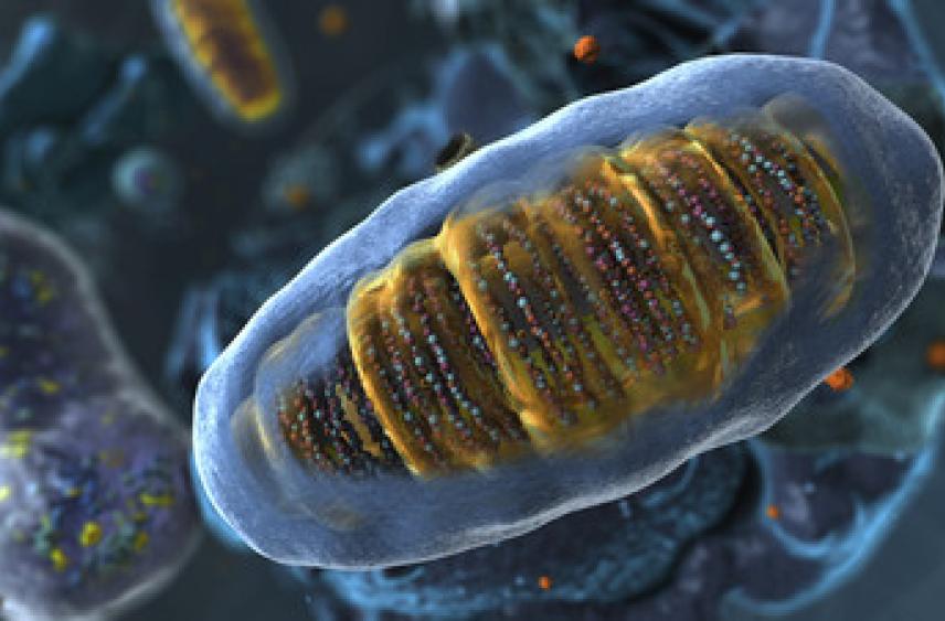 «Эффективный энергоблок»: биолог — о роли митохондрий в здоровье человека и способах их «тренировки»