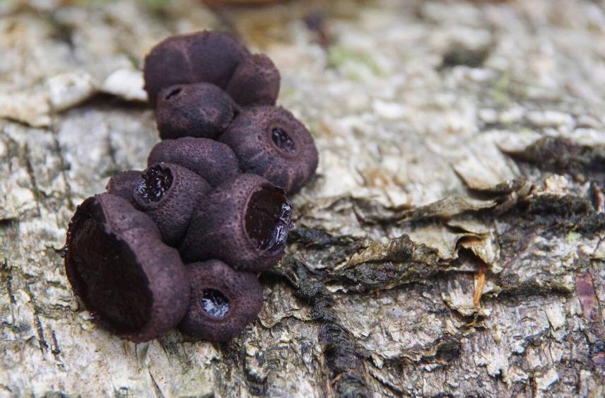 В Серпухове обнаружили редкий осенний гриб — Булгарию пачкающую