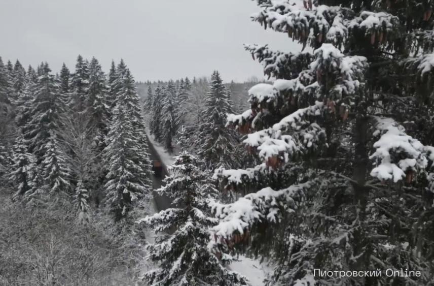 Главную ель для Дворцовой площади привезут из Ленобласти в декабре