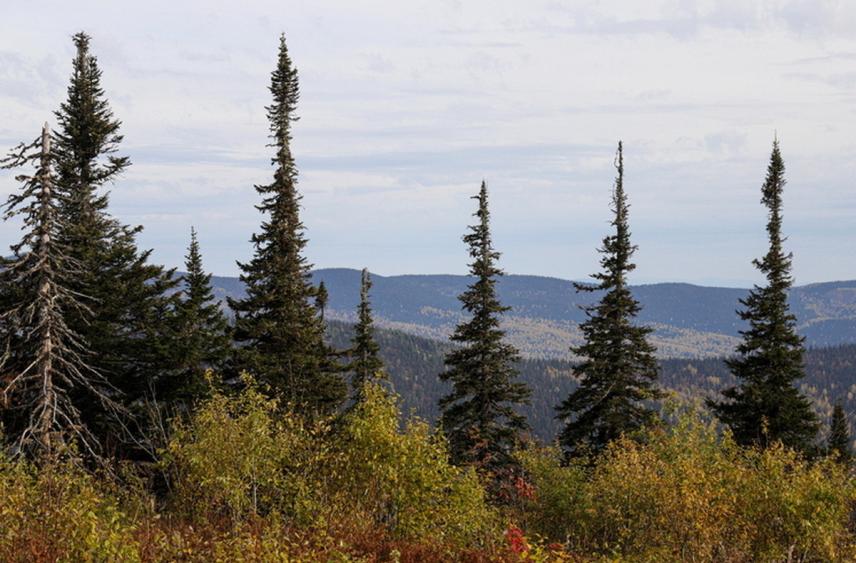 Названо загадочное место, куда хотел отправиться пропавший в тайге Усольцев
