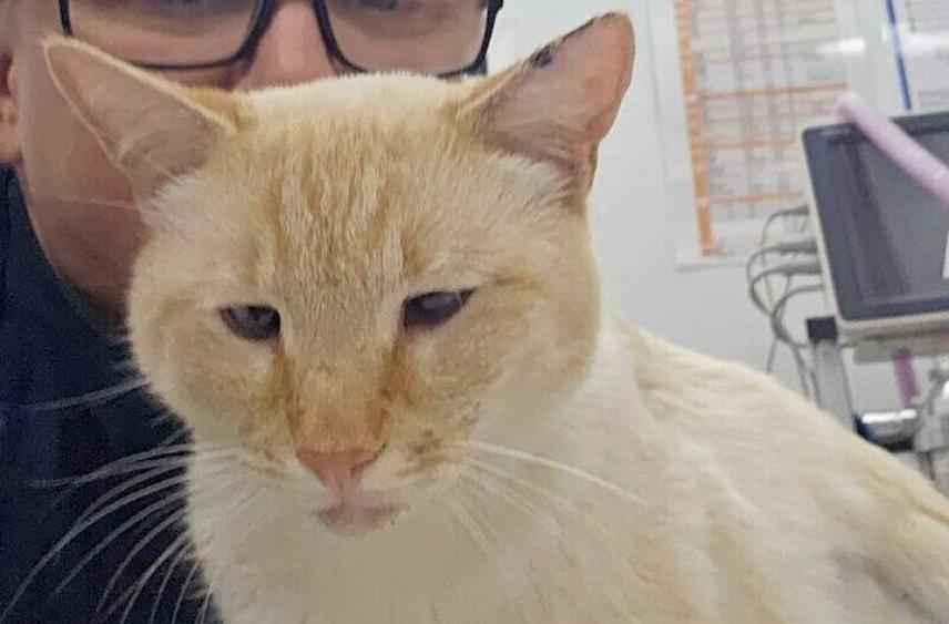 Живодеры расстреляли кота, пробив кишечник в 24 местах