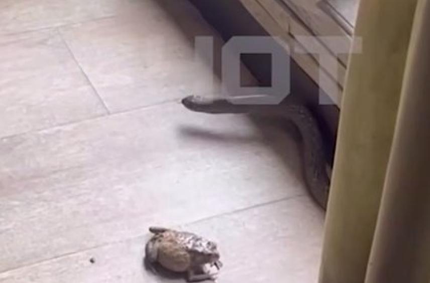 Россиянин на Бали попытался спасти жабу, был атакован змеей и попал на видео