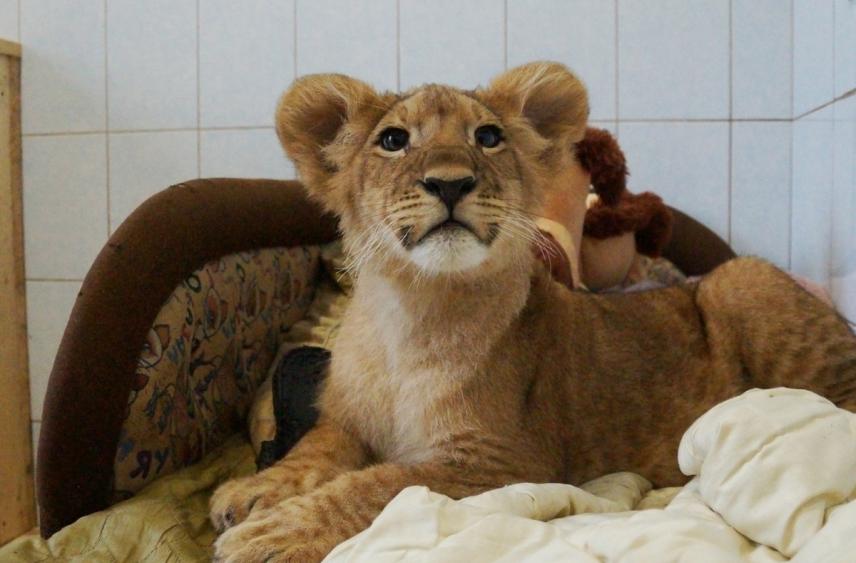 Лев по имени Зевс принимал сегодня поздравления в центре «Велес»