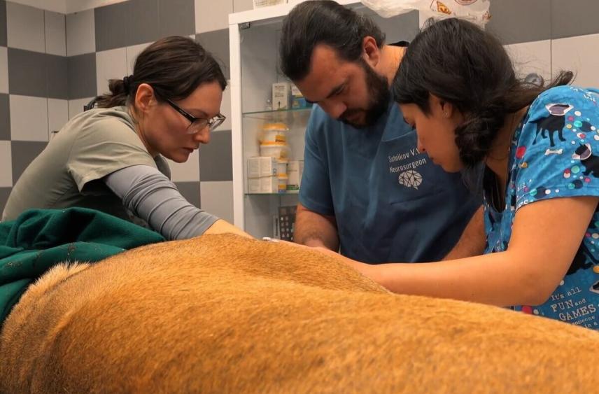 Ветеринарные специалисты из Санкт-Петербурга осуществили щадящую операцию по стерилизации львицы в одном из зоопарков Карелии