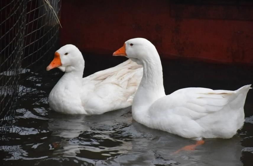 Знаменитые тамбовские гуси переехали в зимнюю квартиру в «Ромашково»