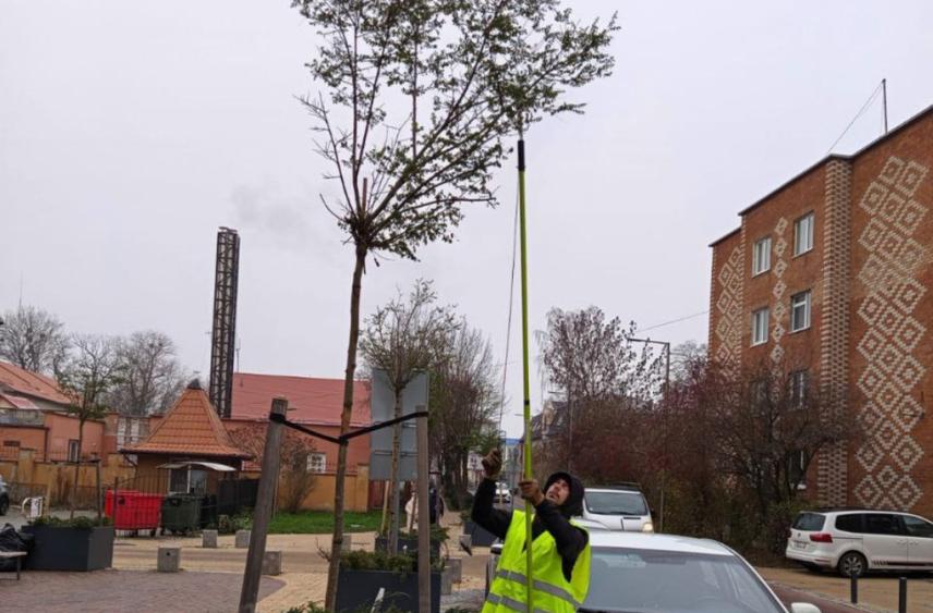 В Зеленоградске рассказали о самом подходящем времени для обрезки деревьев