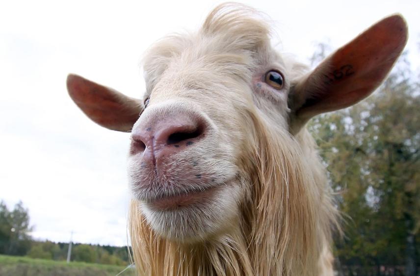 В Техасе полицейский «арестовал» козла, нарушившего общественный порядок