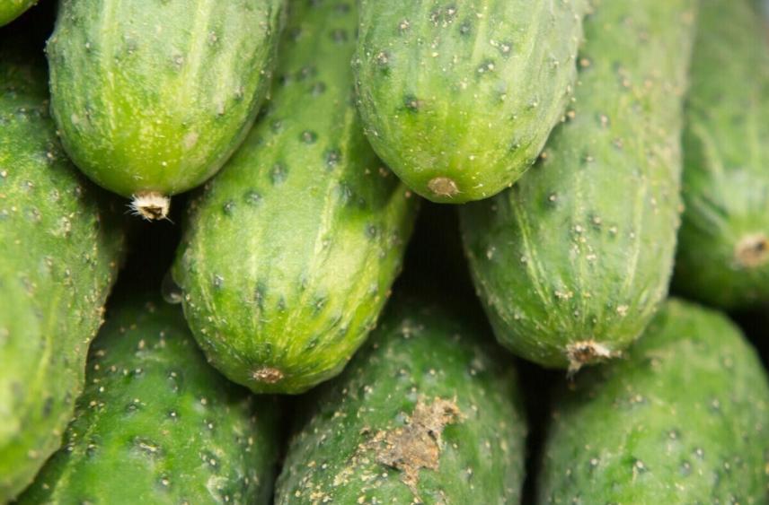 В Липецкой области огурцы подорожали на 7,7% за неделю