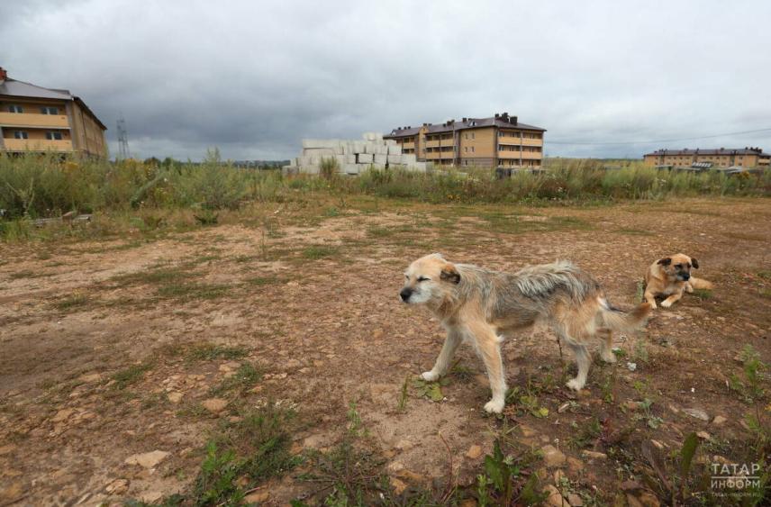Возбудили дело в Татарстане после нападения собак на ребенка